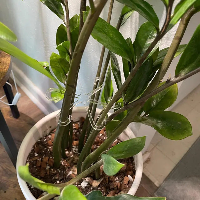 Garden Vegetable Plant Rhizome Holder - VINE GLOBAL