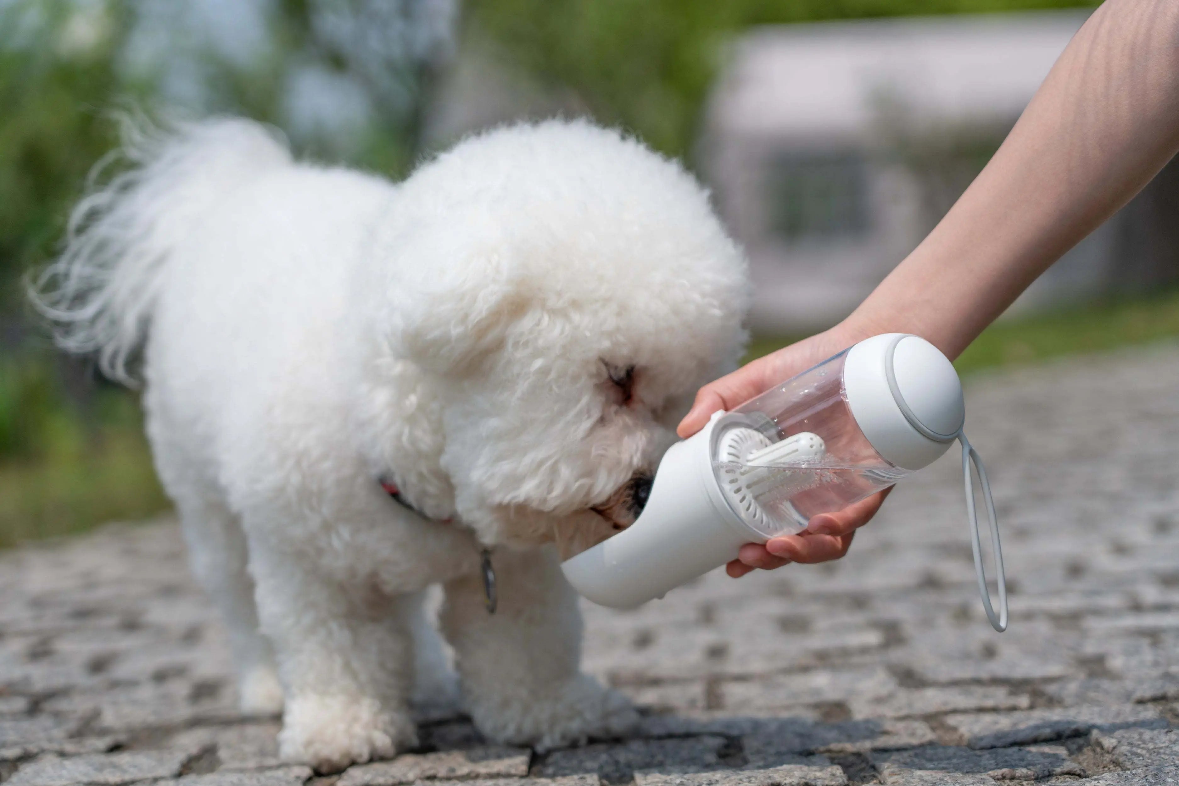 Pet Life 'PYURE' Handheld Travel Filtered Water Feeder - VINE GLOBAL